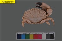 藏品(肉球皺蟹)的圖片